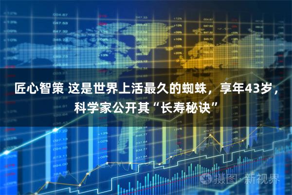 匠心智策 这是世界上活最久的蜘蛛，享年43岁，科学家公开其“长寿秘诀”
