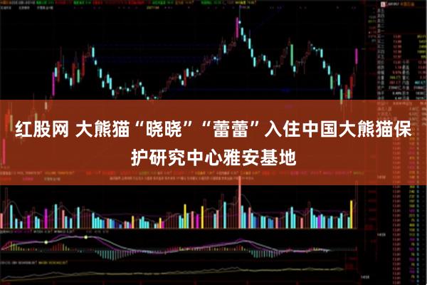 红股网 大熊猫“晓晓”“蕾蕾”入住中国大熊猫保护研究中心雅安基地